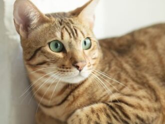 China clona un gato