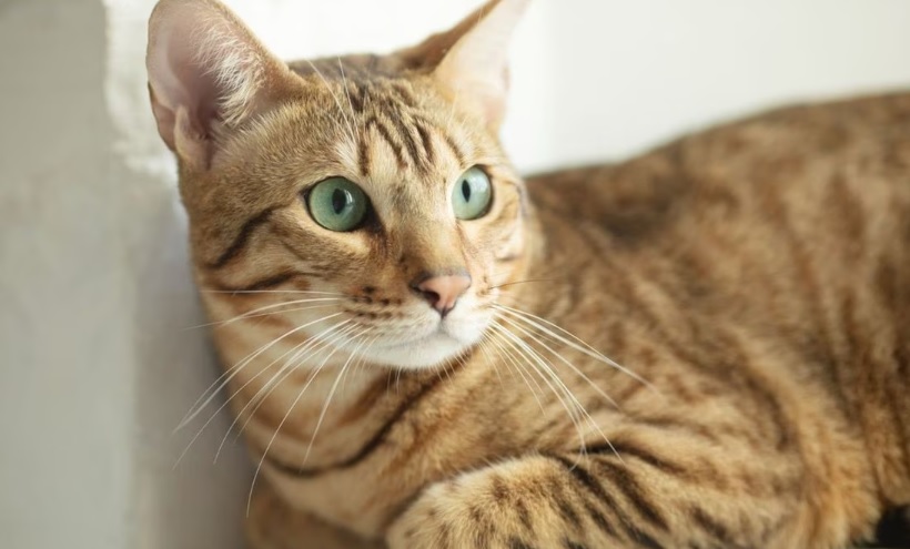 China clona un gato