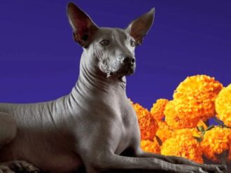 Xoloitzcuintle, pieza fundamental del Día de Muertos
