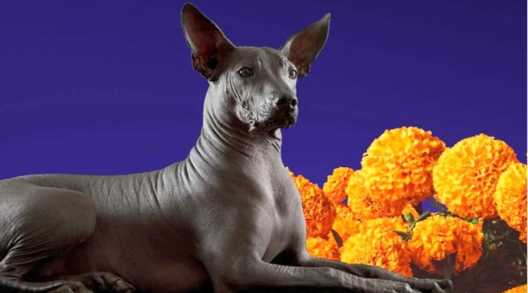 Xoloitzcuintle, pieza fundamental del Día de Muertos