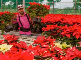Agricultores mexicanos alistan cosecha de nochebuenas para cubrir demanda navideña