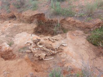 Desmiente INAH descubrimiento en Juchipila