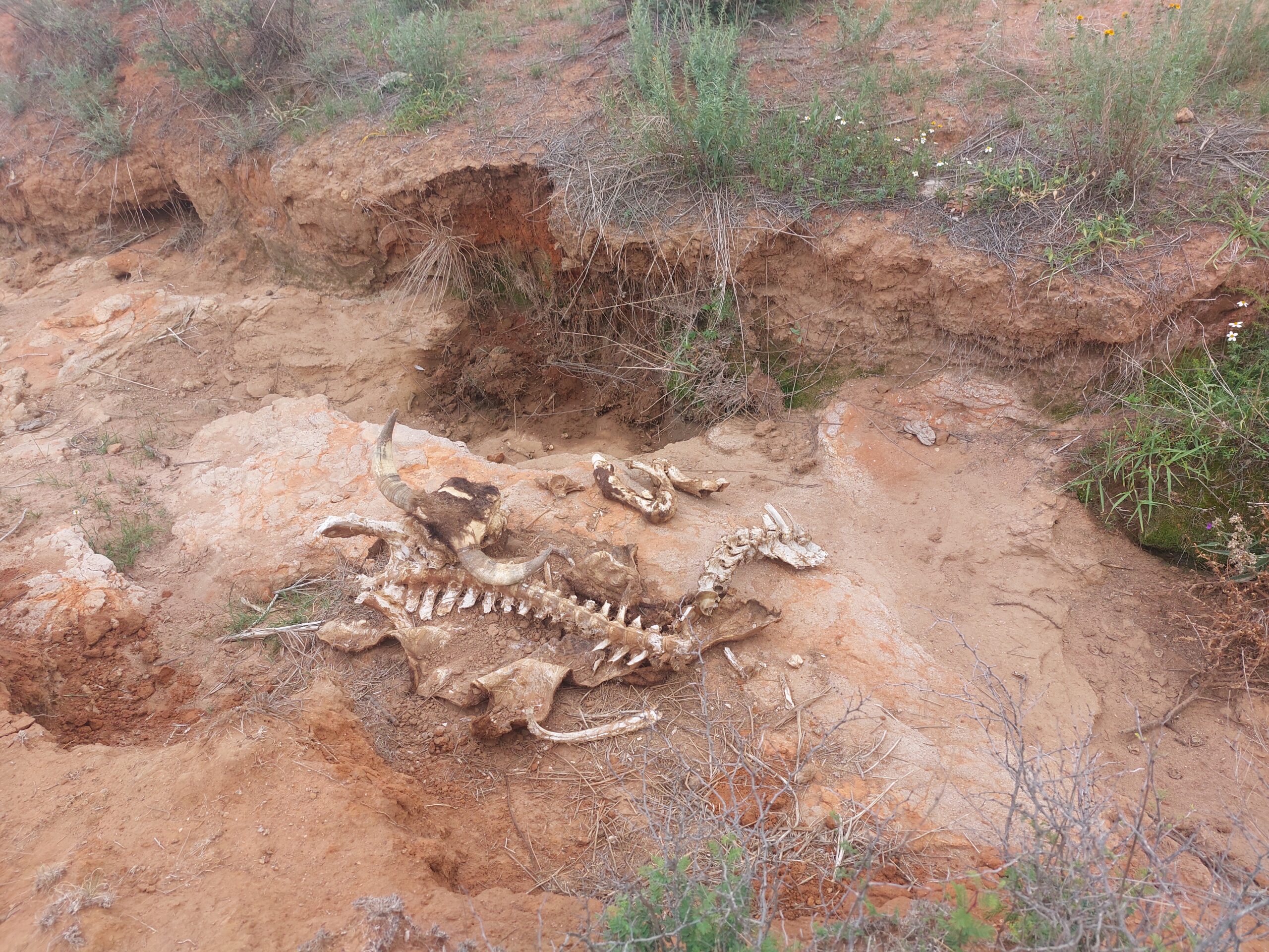 Desmiente INAH descubrimiento en Juchipila