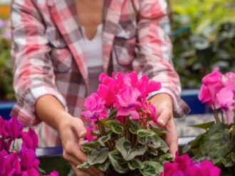 Las mejores plantas para decorar tu casa sin humedad