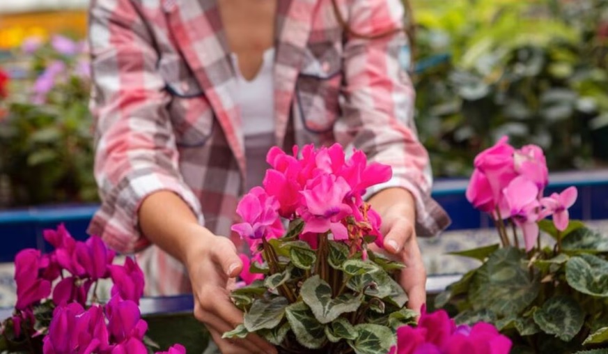 Las mejores plantas para decorar tu casa sin humedad