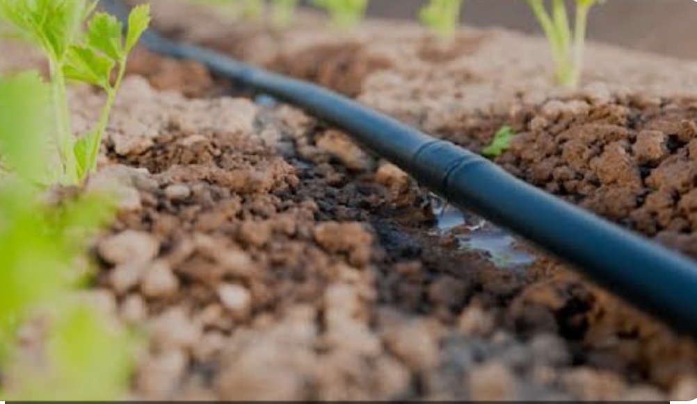 Aplicarán tecnología árabe en el campo zacatecano