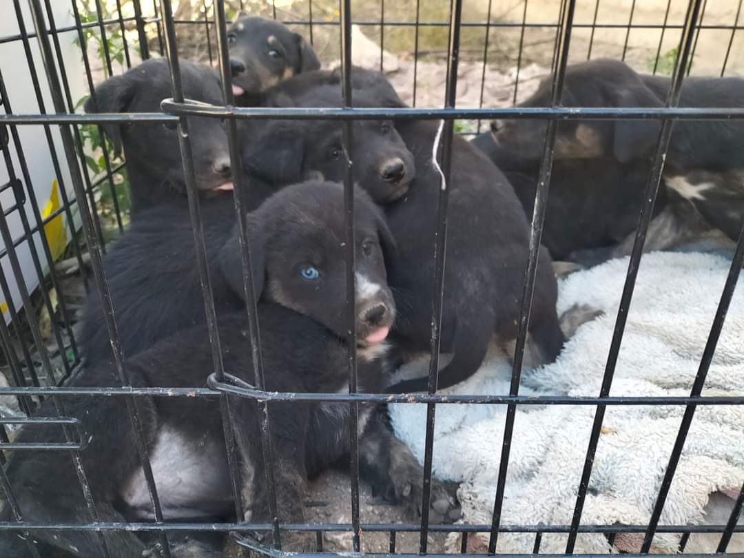 Hoy, primera Feria de Adopción de Mascotas 