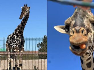 Jirafa Benito llega a Puebla