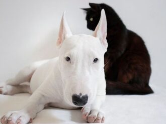 Antiinflamatorios naturales para perros y gatos