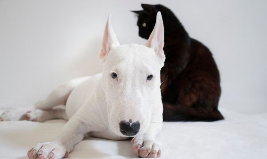 Antiinflamatorios naturales para perros y gatos