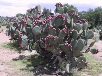 Agregan valor a la tuna cardona haciendo queso 