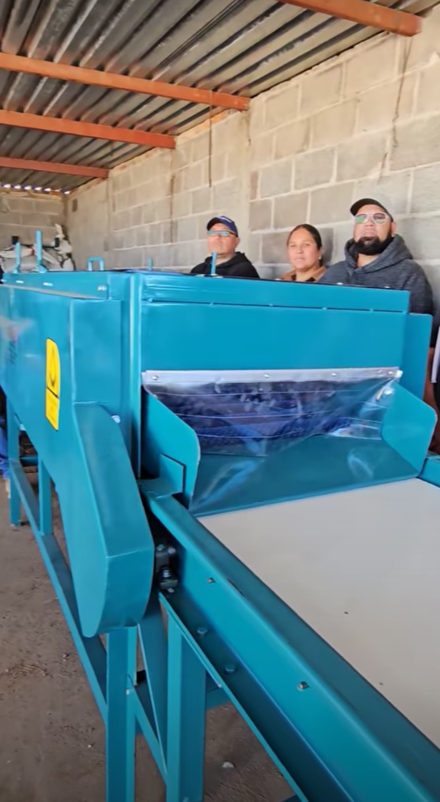 Tienen barredora de tunas en Guadalupe de los Pozos