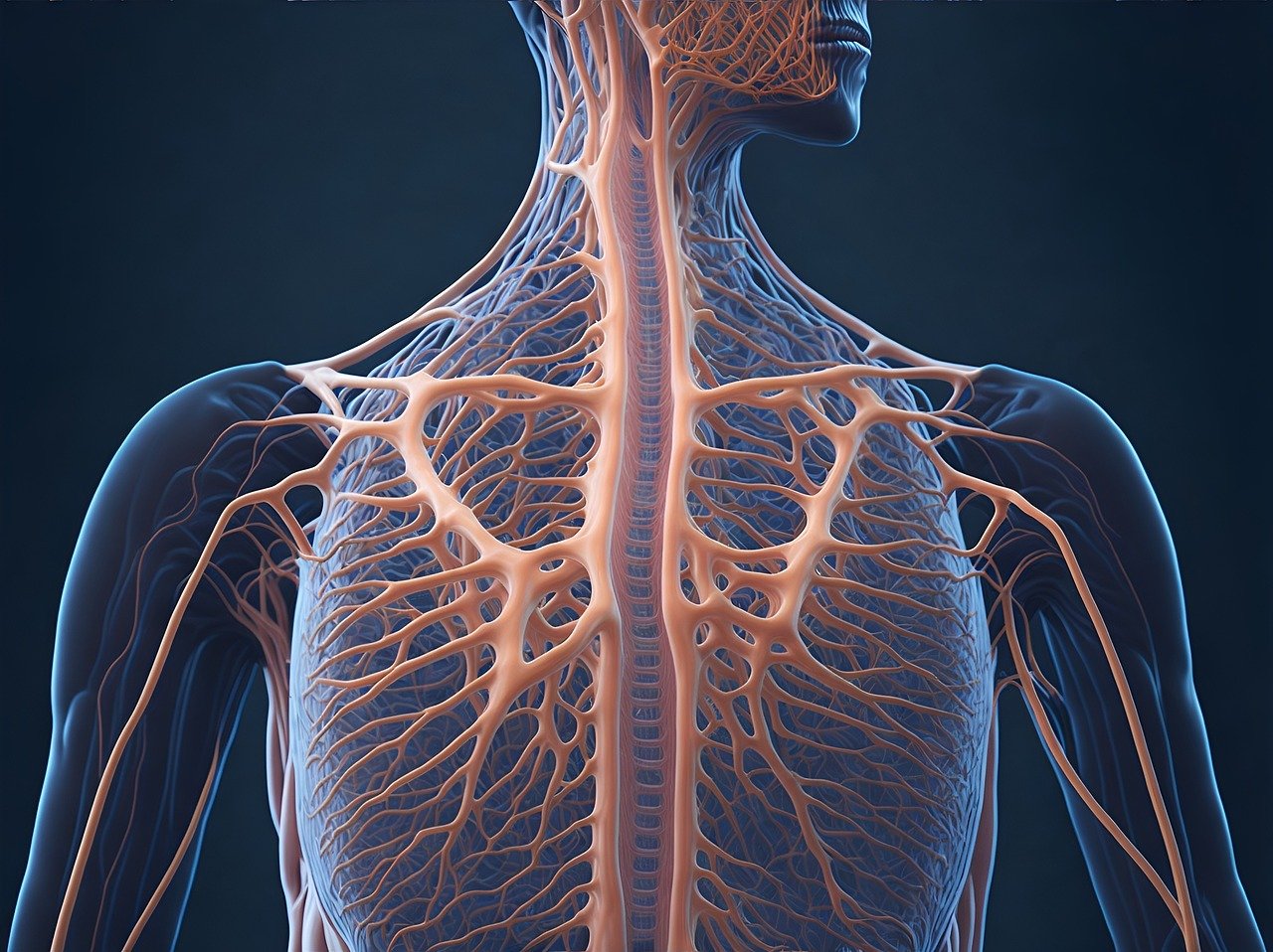 Sistema nervioso, clave para entender y tratar cáncer cerebral