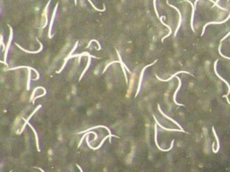 Descubren gusano nematodo invisible capaz de controlar plagas en cultivos cálidos