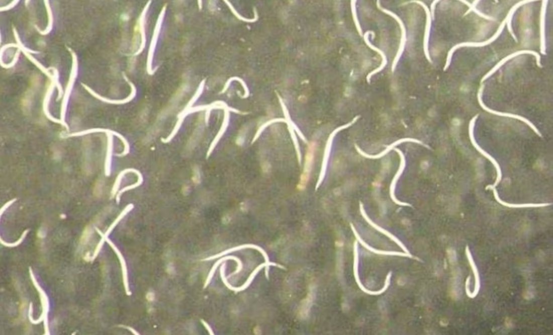 Descubren gusano nematodo invisible capaz de controlar plagas en cultivos cálidos