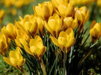 Se acerca el 21 de marzo y… ¿las flores amarillas?