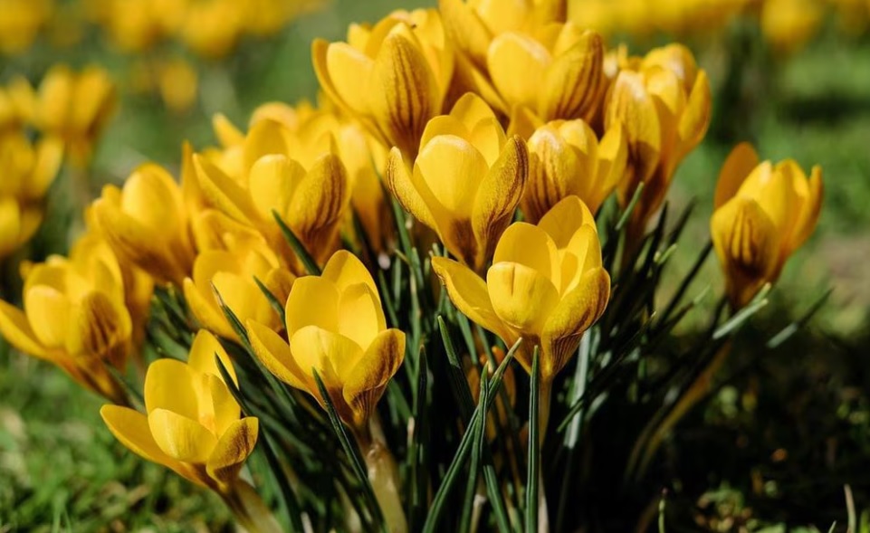 Se acerca el 21 de marzo y… ¿las flores amarillas?