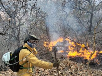 Incendios dejan daños en 2 mil hectáreas de roble, pino, encino y pastizales.