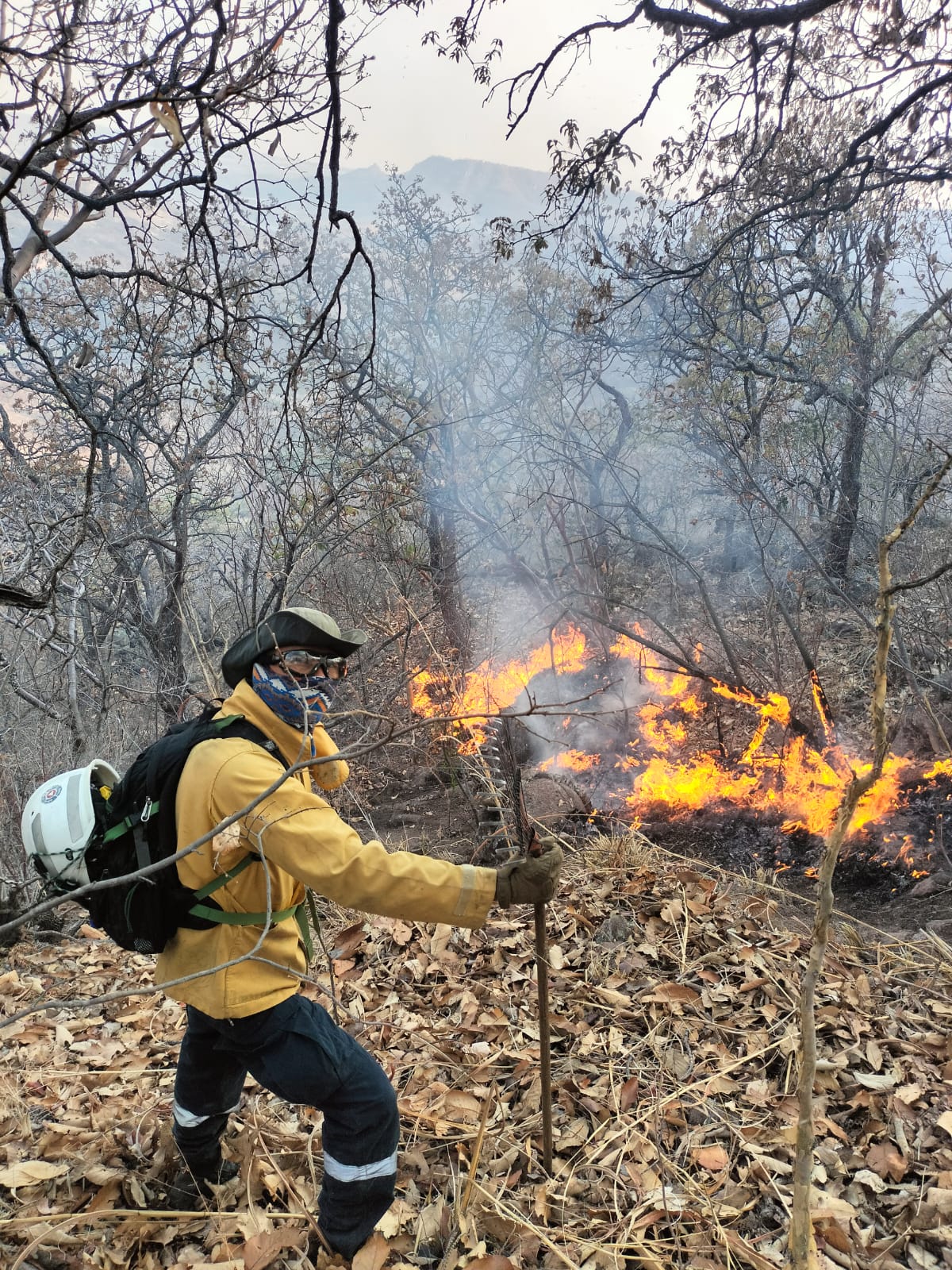 Incendios dejan daños en 2 mil hectáreas de roble, pino, encino y pastizales.