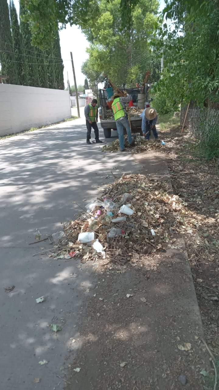 Realizan limpieza y poda