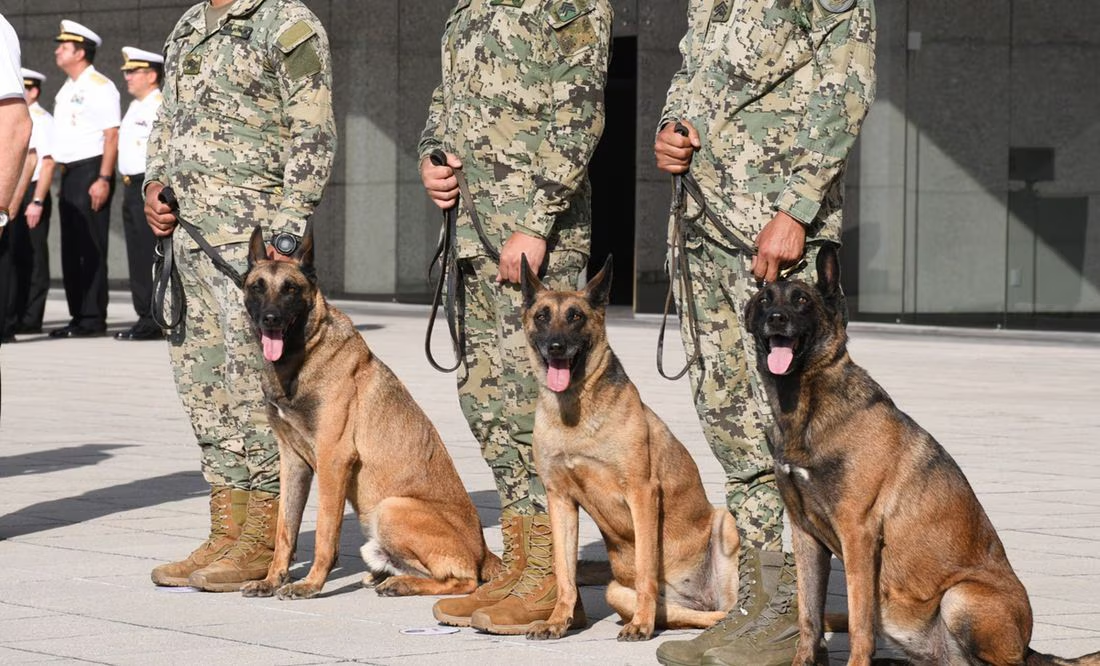 Rinden homenaje a los héroes de cuatro patas: Eden, Enry y Eska, jubilados del servicio activo de la Semar
