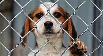 Atienden 20 denuncias por maltrato animal