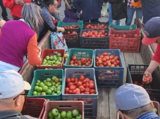 Apoyan en Chalchihuites la economía familiar con entrega de jitomate