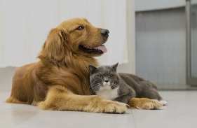 Anuncian campaña de esterilización canina y felina en Río Grade