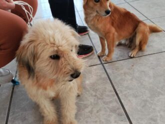 Anuncian jornadas de esterilización para perros y gatos en Sain Alto