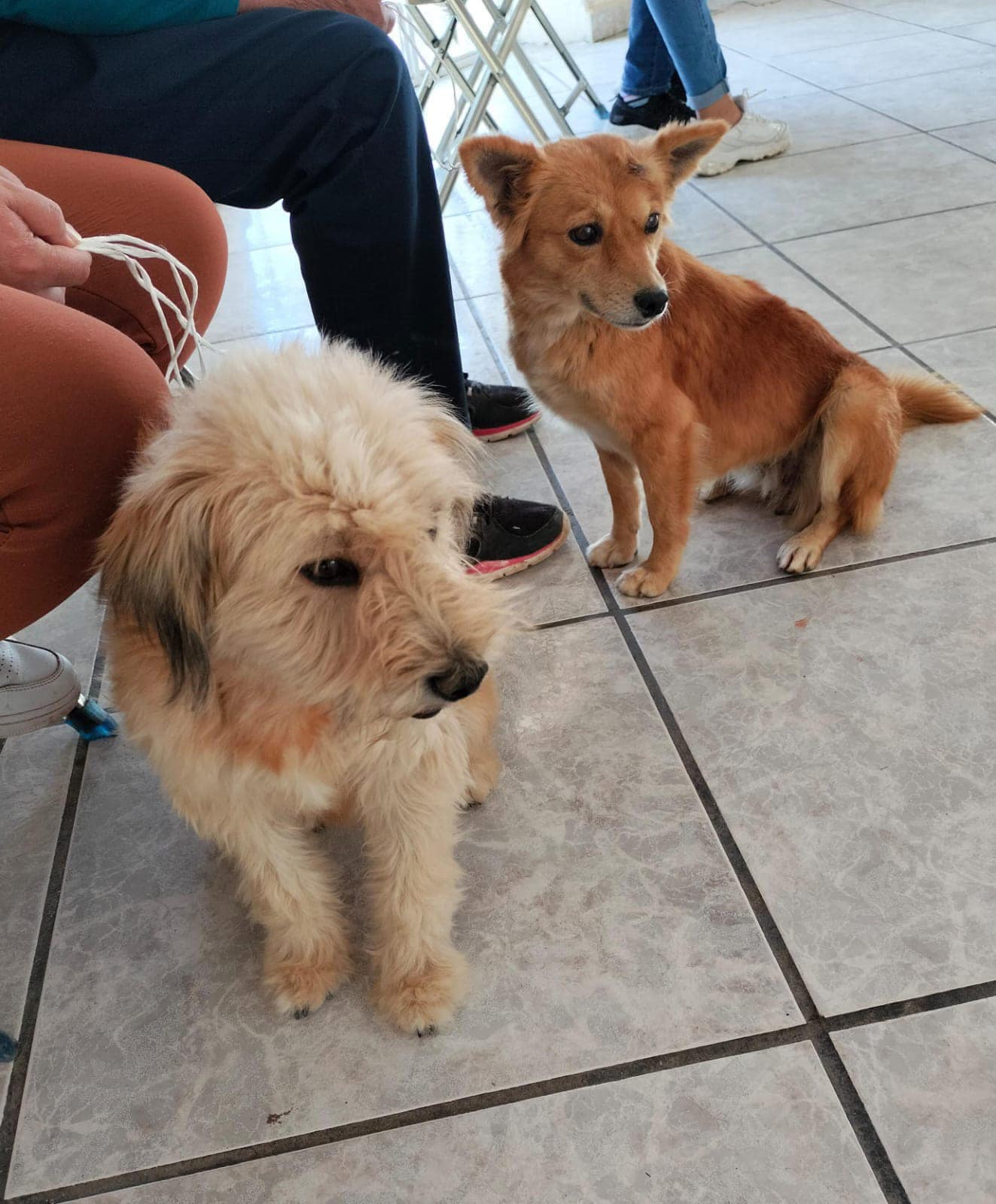 Anuncian jornadas de esterilización para perros y gatos en Sain Alto