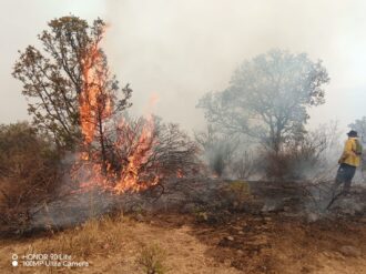 Combaten incendio forestal en Moyahua
