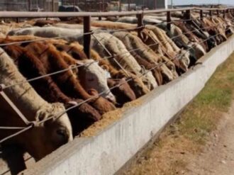 Se preparan en Nuevo León contra el gusano barrenador