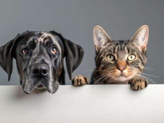 Esterilizarán gratis a perros y gatos en Monte Escobedo