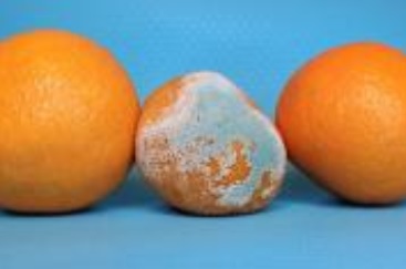 El peligro moho en los alimentos