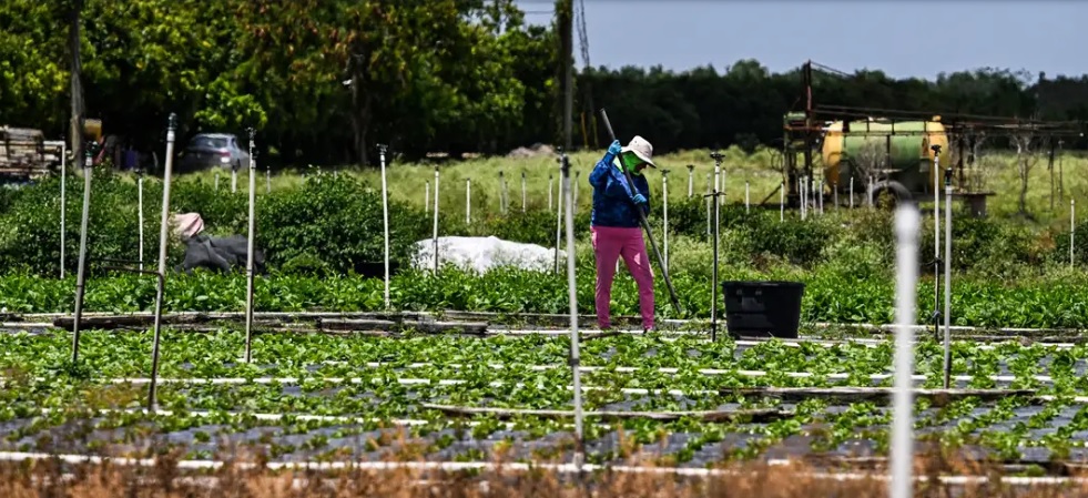 Trabajadores agrícolas en EU