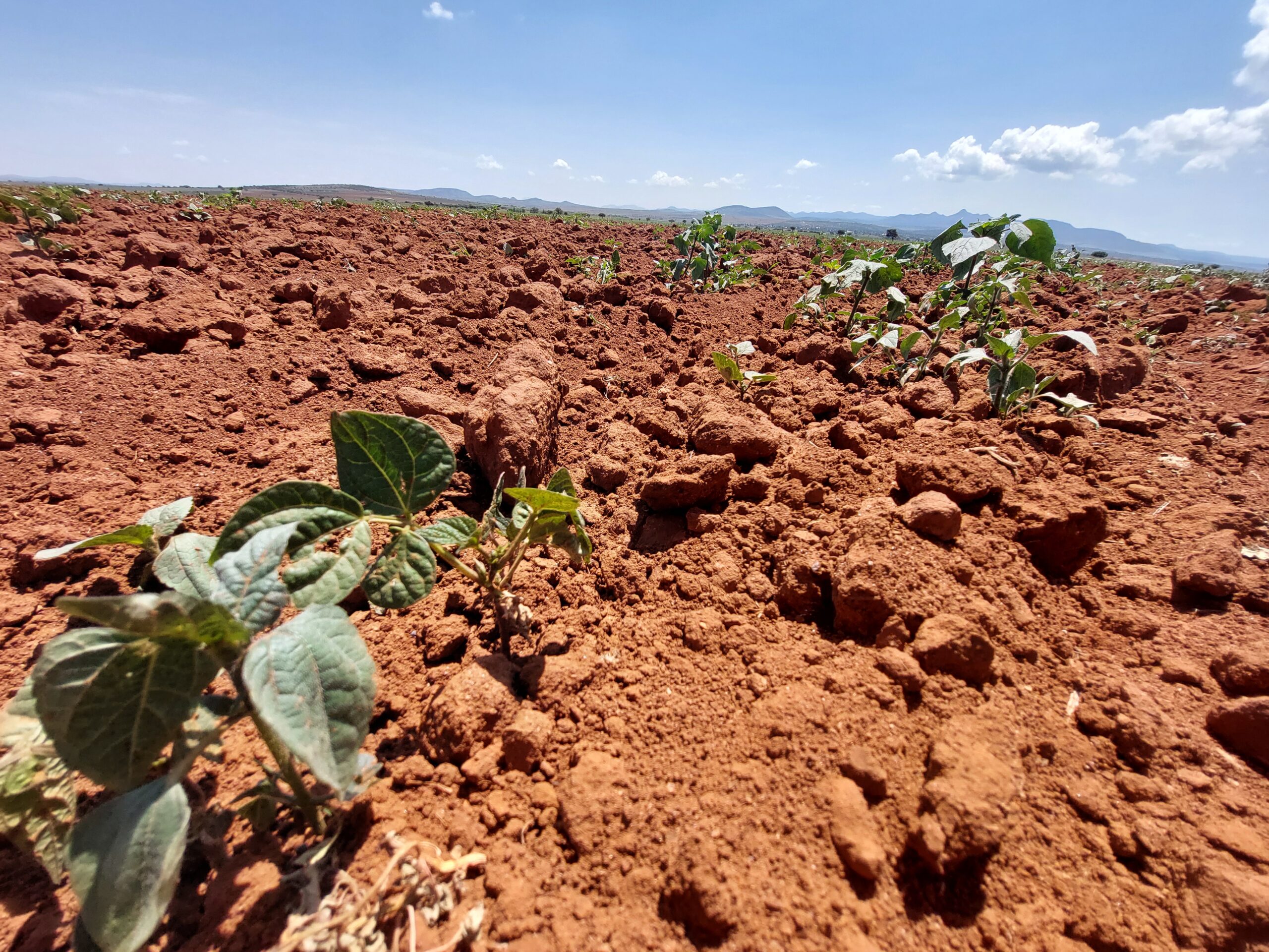  Desesperación en el campo