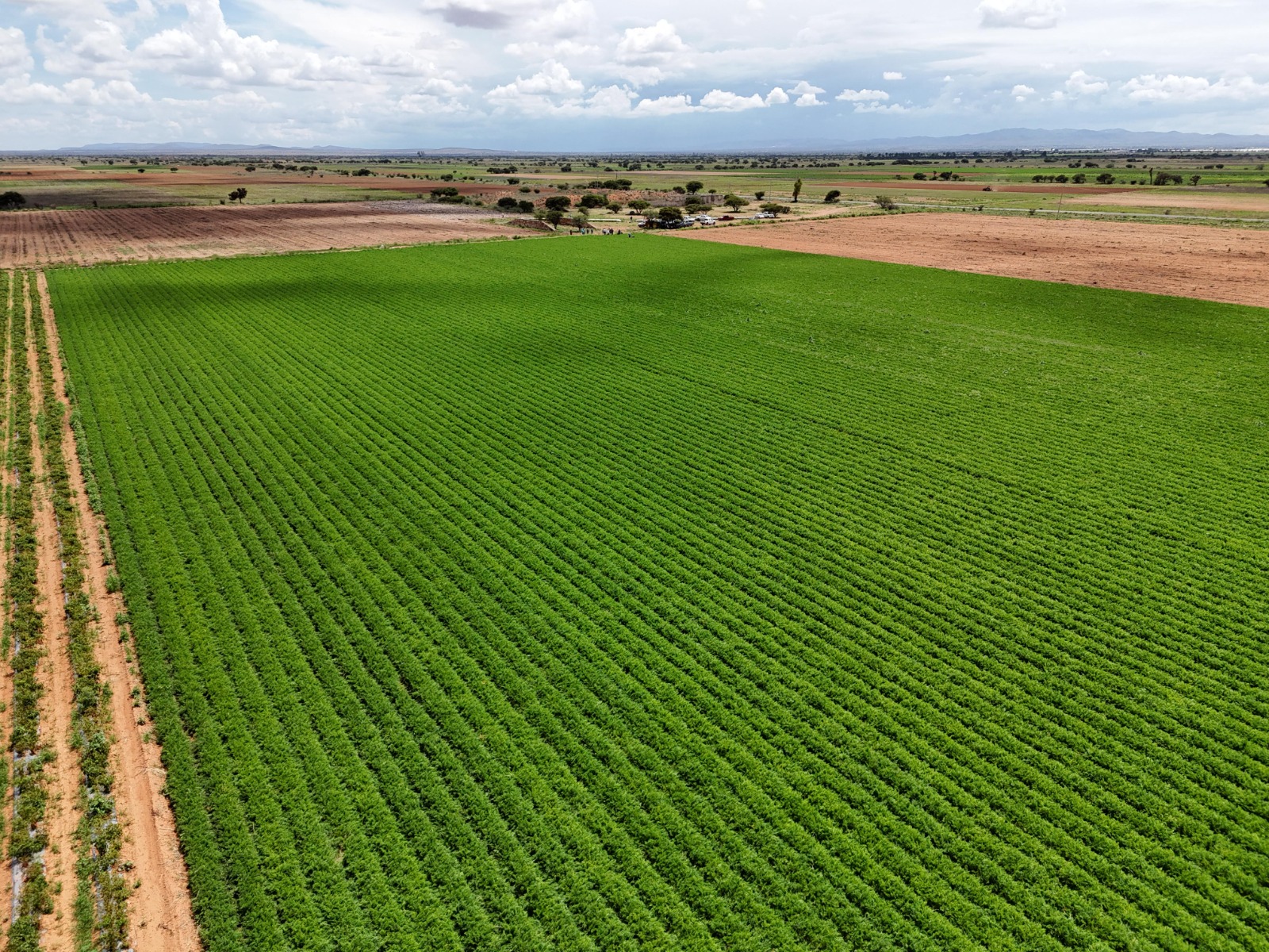 Chile, zanahoria y durazno, los productos de Guadalupe 