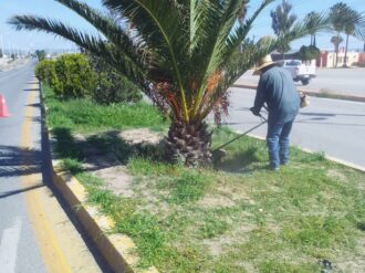 Dan mantenimiento a las áreas verdes