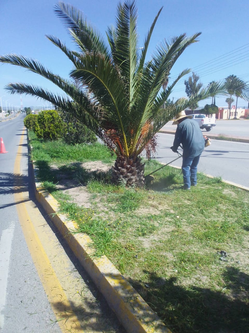 Dan mantenimiento a las áreas verdes