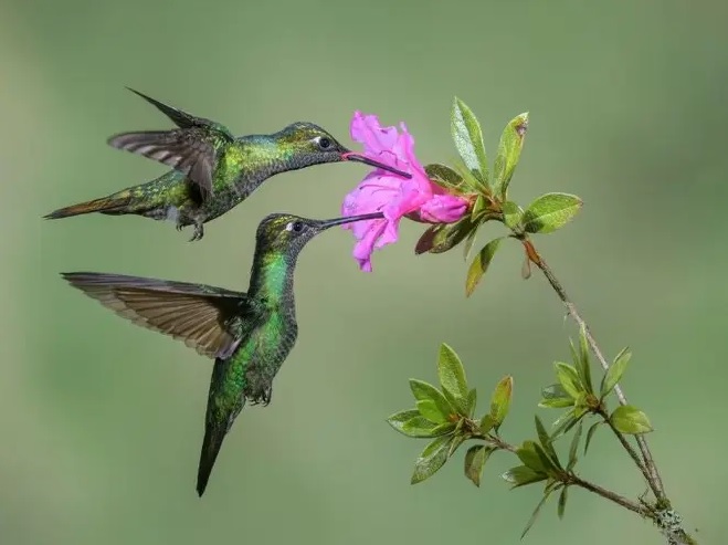 Curiosidades de los colibrís