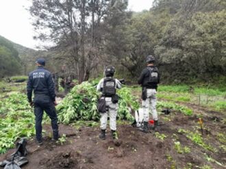 Destruyen narcocampamento en Genaro Codina 