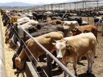 Reabre EU frontera a ganado mexicano