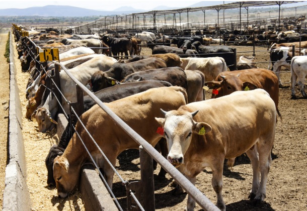 Reabre EU frontera a ganado mexicano