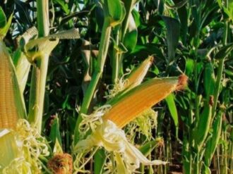 Lo que más produce México es maíz y aun así, importa