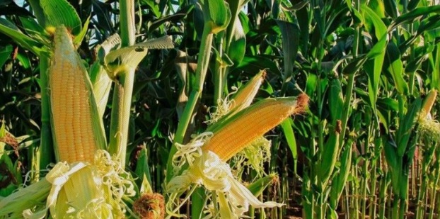 Lo que más produce México es maíz y aun así, importa