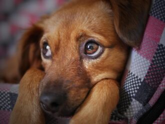 Hoy es Día Mundial del Perro