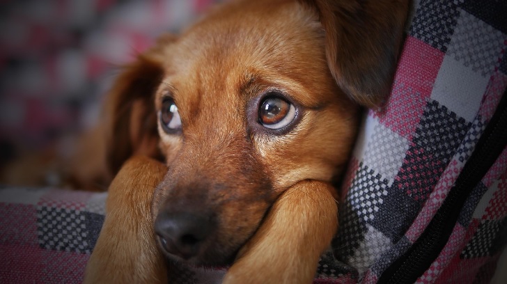 Hoy es Día Mundial del Perro
