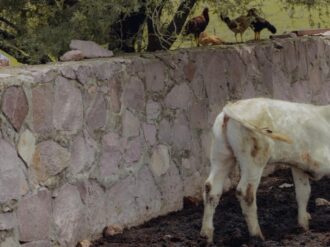 Descartan presencia de gusano barrenador 