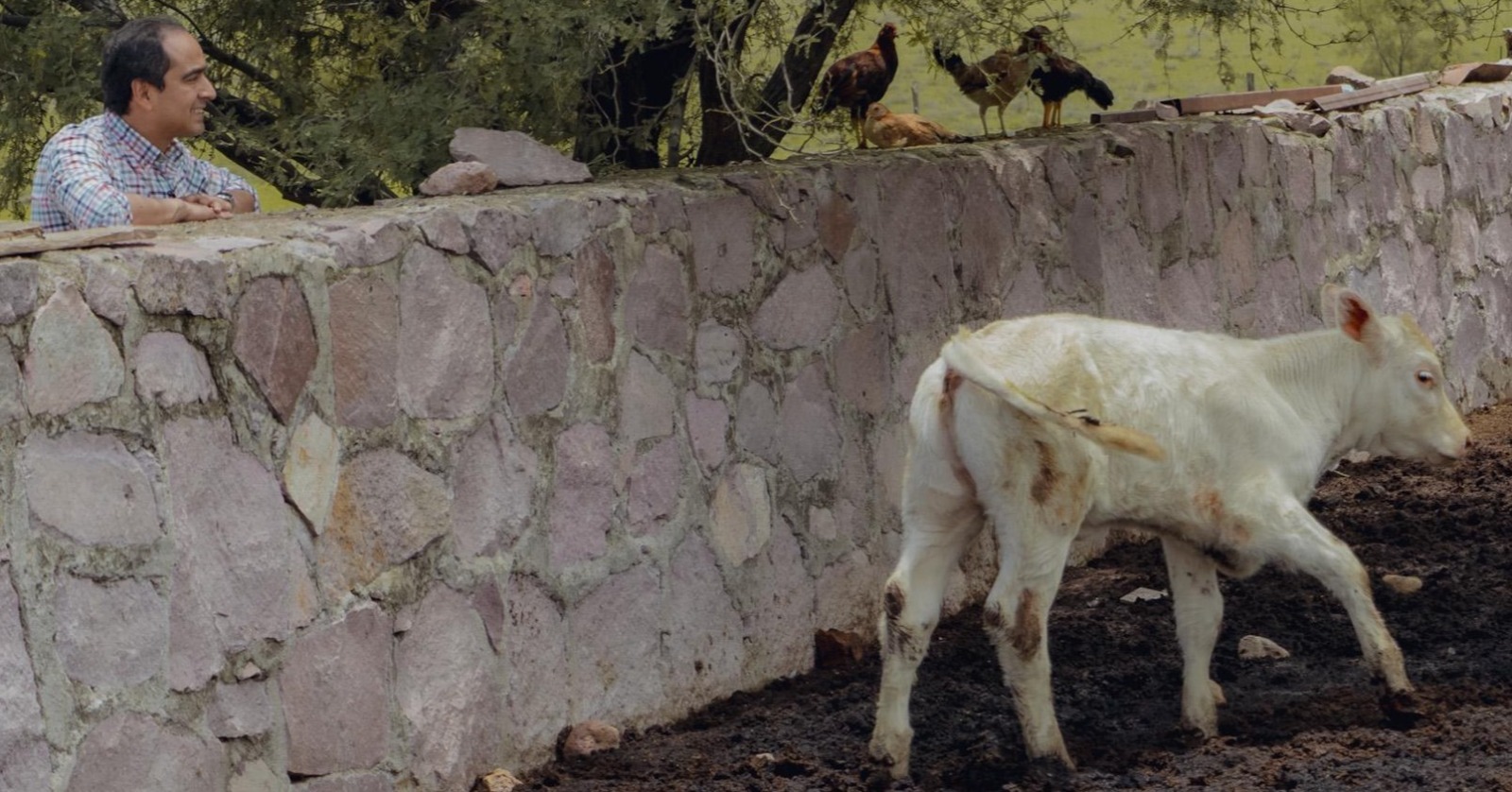 Descartan presencia de gusano barrenador 