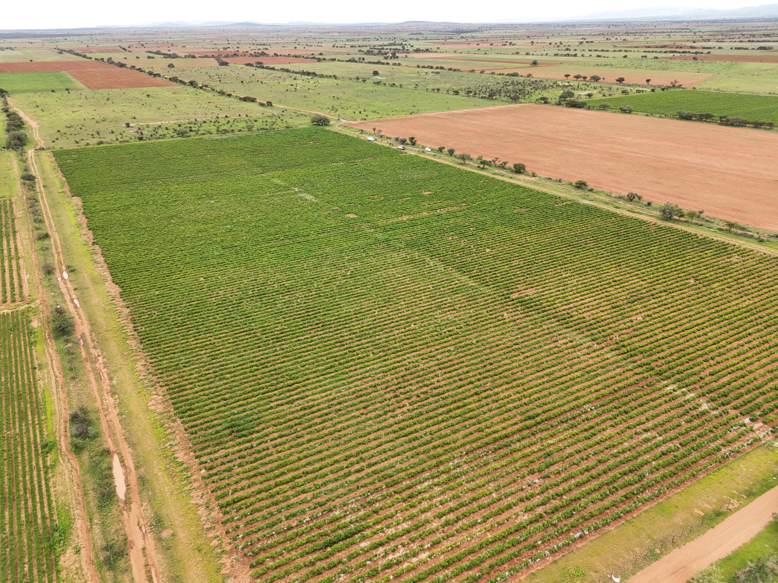 Prioriza Guadalupe al sector alimentario 